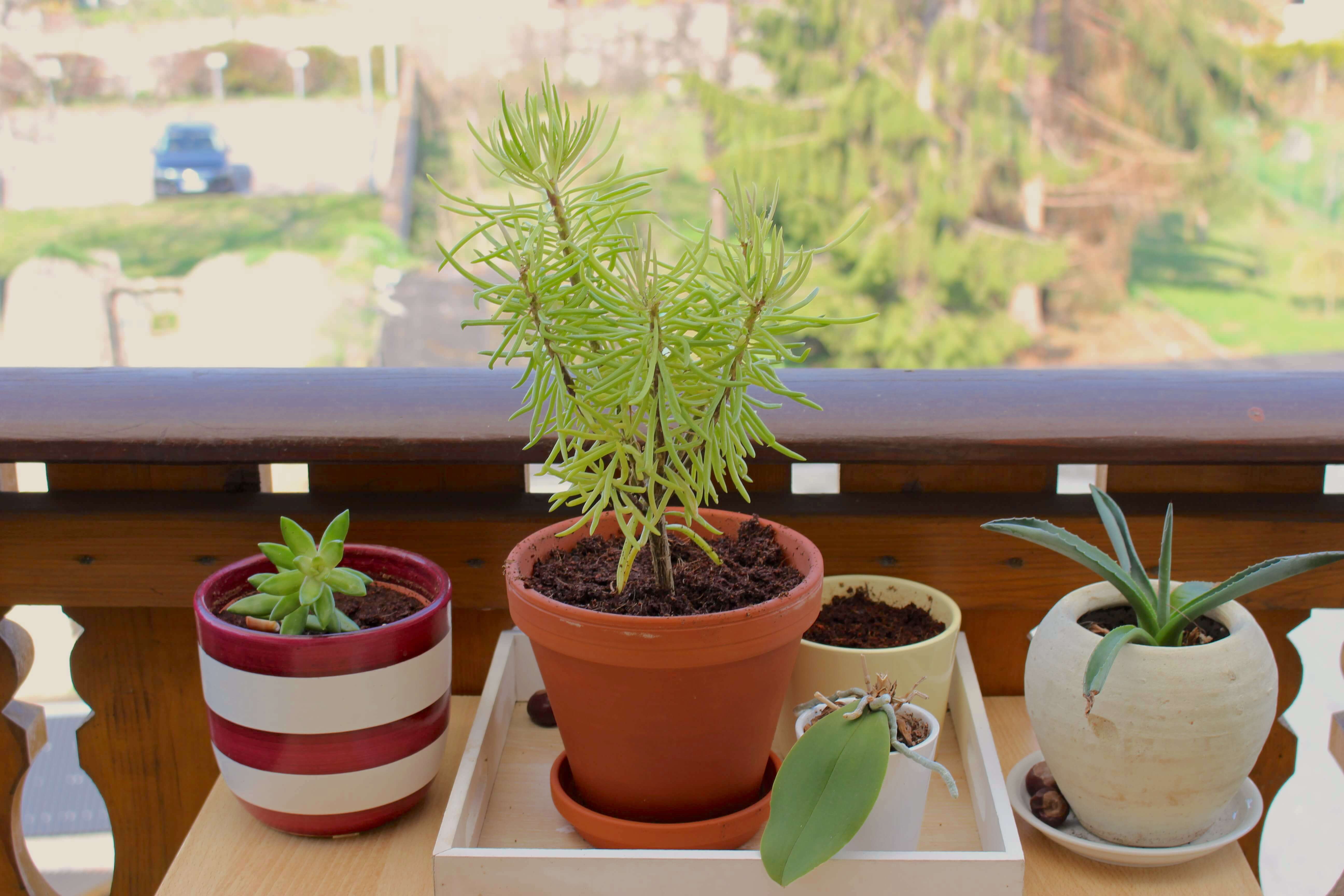 Pflanzen auf Balkon